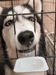 哈士奇的四大优点,哈士奇好养吗哈士奇能活多少年呢