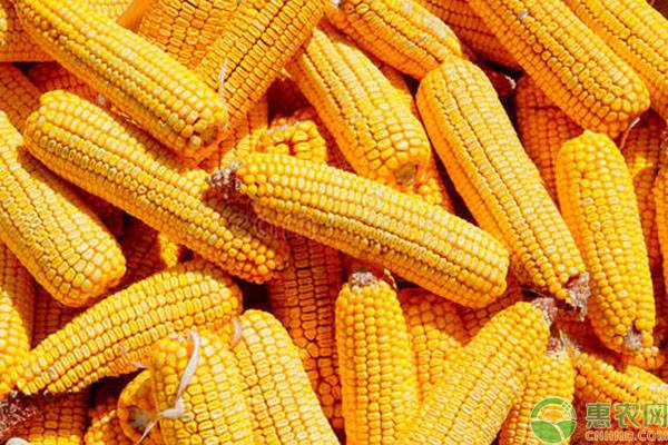 玉米种子十大品种价格,山东高产玉米排名第一的玉米品种