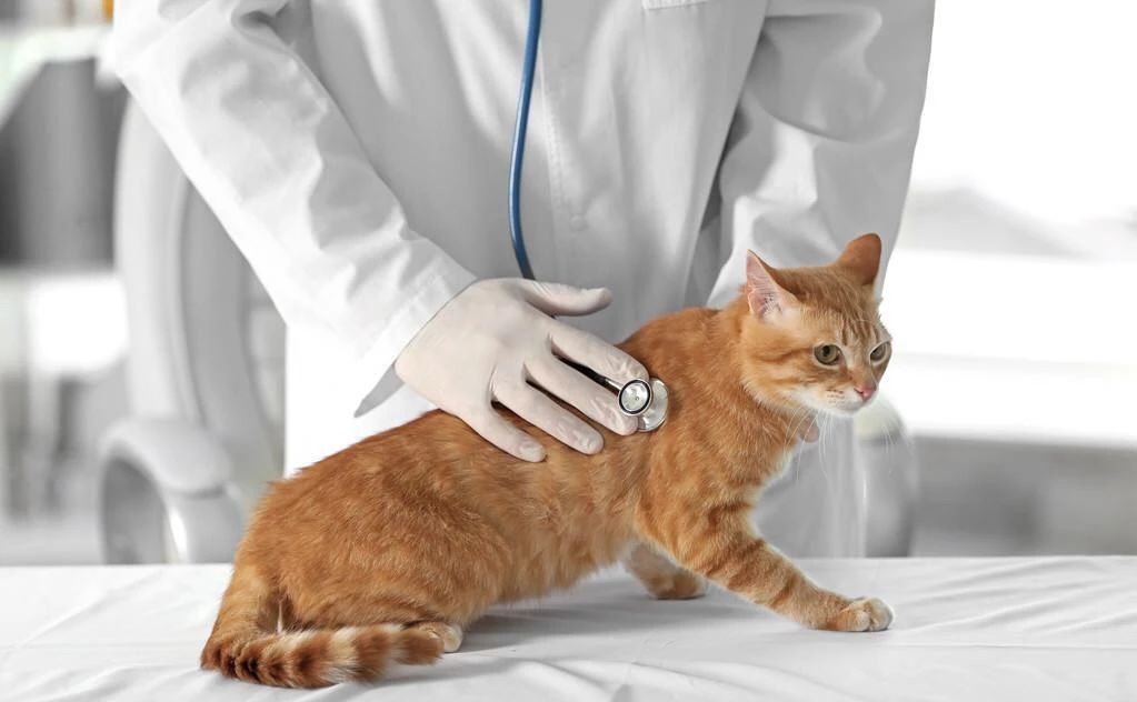 湿性猫传腹打441针治愈率多高,最可怕的猫咪是什么