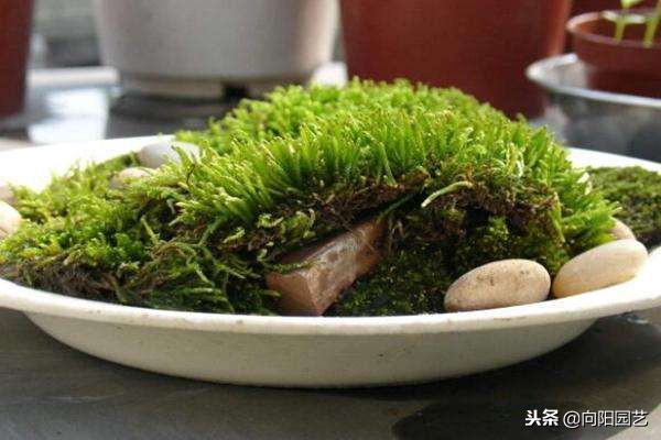 苔藓可以当兰花植料吗,苔藓能养花吗