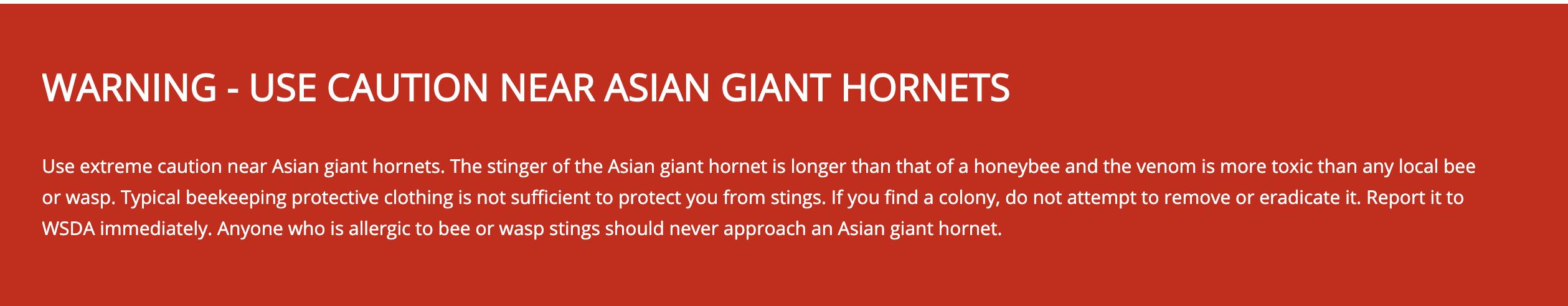 黄蜂与马蜂毒蜂,黄蜂是毒蜂吗