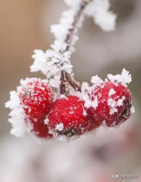 轻轻的冬天来了,冬天来了的短句美文