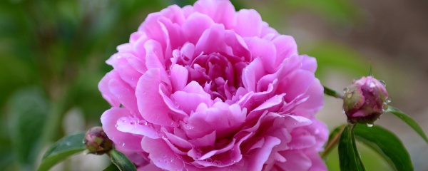 芍药花怎么养才能开花,芍药花怎么种植