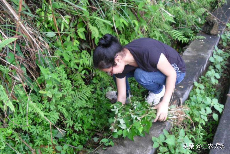 什么草可以消炎杀菌杀虫,有一种草消炎杀菌