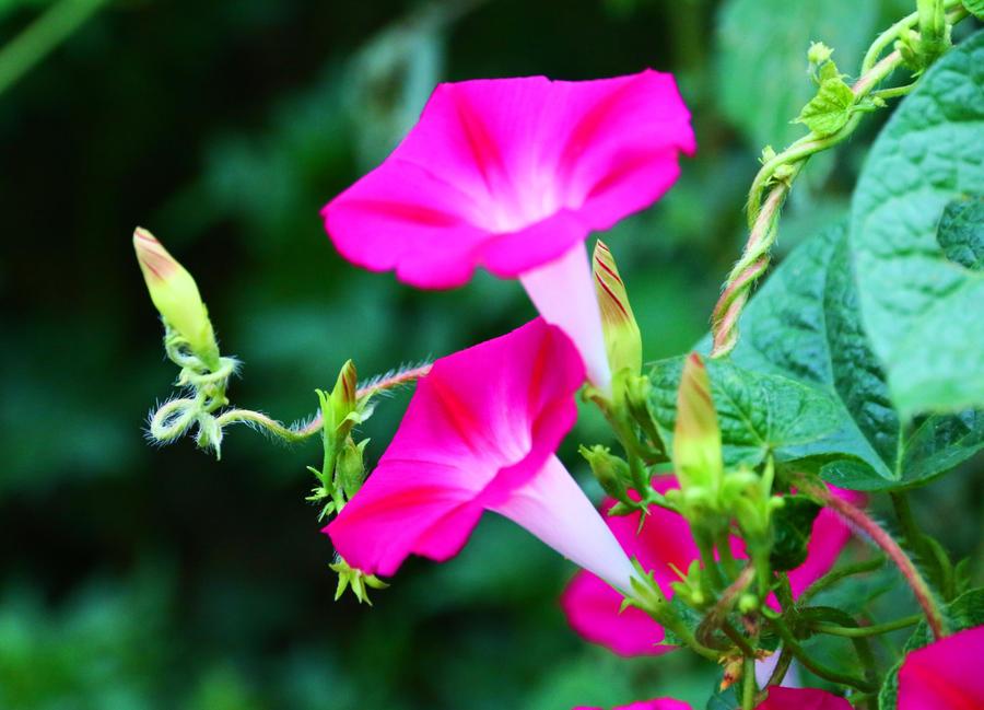 源氏物语美人如画深度解析,美人如画源氏物语