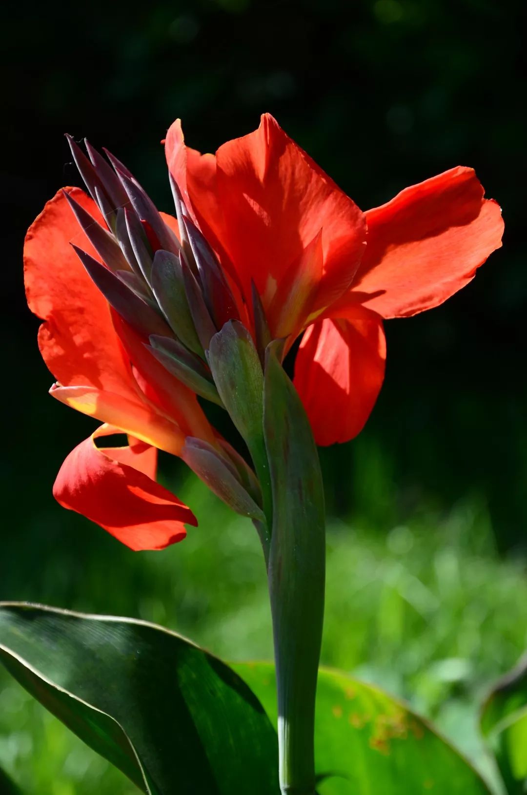 姘寸敓妞嶇墿鑺卞崏,鏅姘寸敓缁挎