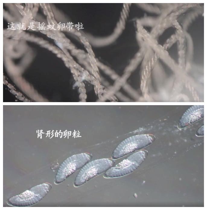 钓鱼用红虫会得病？胡说八道！真正的“害处”不在这