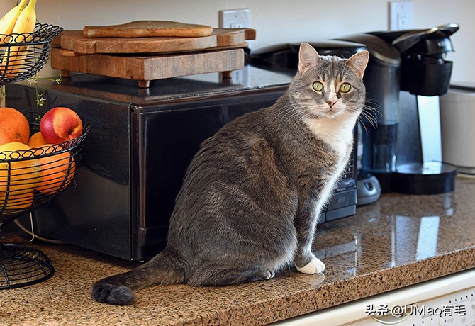 厨房是猫咪的修罗场，随便一项就能重伤