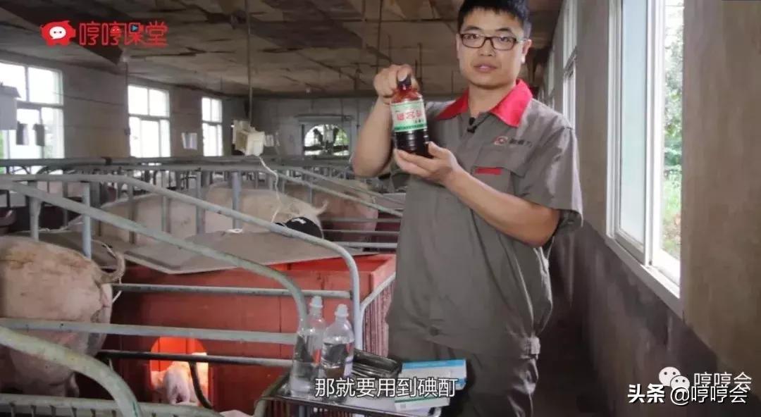 猪腹腔补液方法,腹腔补液视频教程