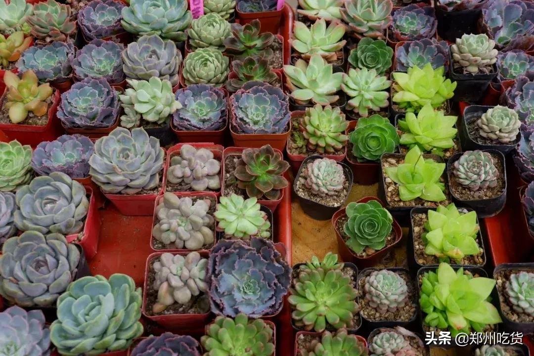 郑州各大批发市场一览表,河南郑州万邦国际农产品批发市场