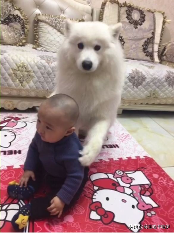 萨摩耶一天尿特别多,萨摩耶幼犬老尿在自己的窝里