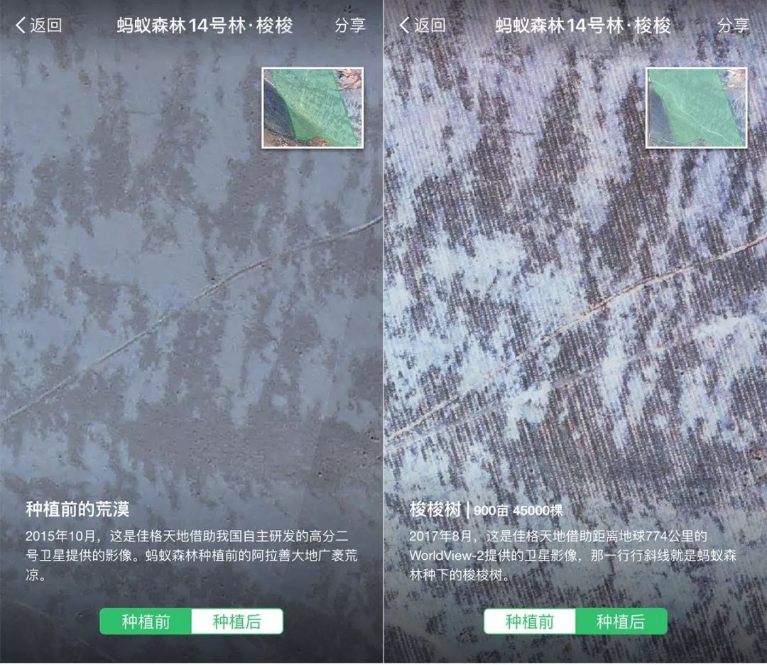 所有太仓人，你的蚂蚁森林里有几颗梭梭树啦？
