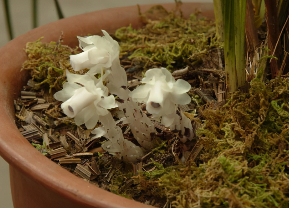 水晶兰什么季节有,幽灵兰是不是又叫水晶兰