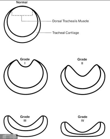 狗气管塌陷做什么检查,什么是犬气管塌陷