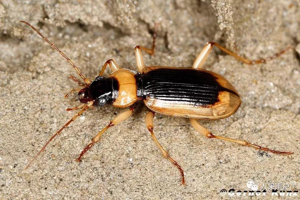 人工养殖的天敌昆虫,昆虫天敌大全