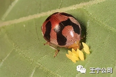 夏播玉米虫害图片大全,玉米虫害图谱高清大图