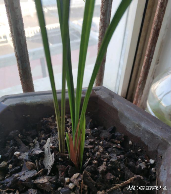 怎样使已烂根的兰花长新根,兰花烂根的养殖方法