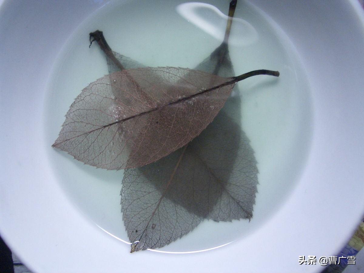 叶脉造型创意画幼儿作品,孩子喜欢的儿童创意画教程6-7岁