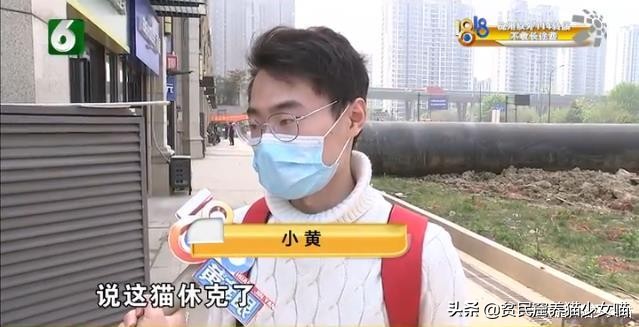 带猫咪出去洗澡就狂躁,如果英短猫发生了应激反应怎么办