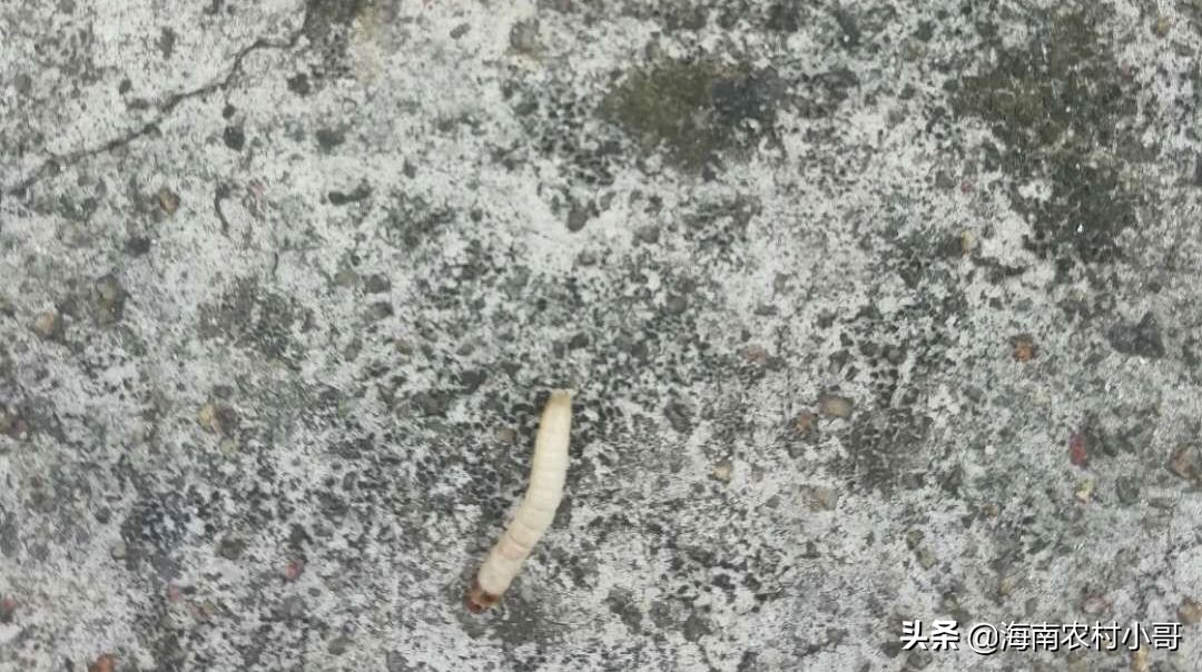 蜜蜂老巢脾怎么处理保存,蜜蜂脾上长了巢虫如何处理