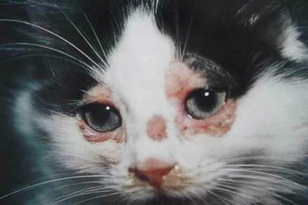 猫咪免疫介导性溶血死亡率,猫咪免疫性疾病