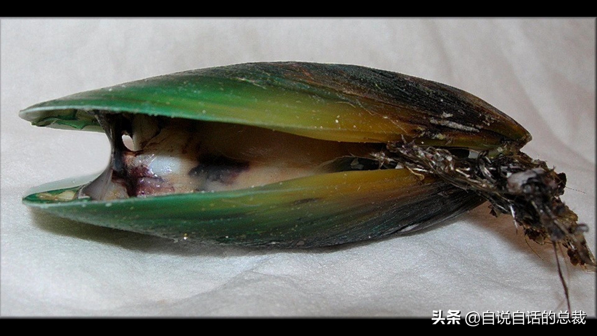 蚶蛤蛏蚬区别,蛤蜊蚶子蛏子区别