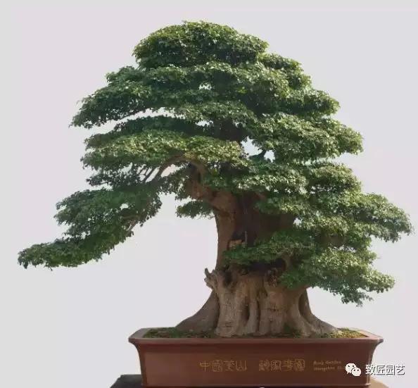 打算做盆景行业怎样入行,想做盆景生意怎么入手