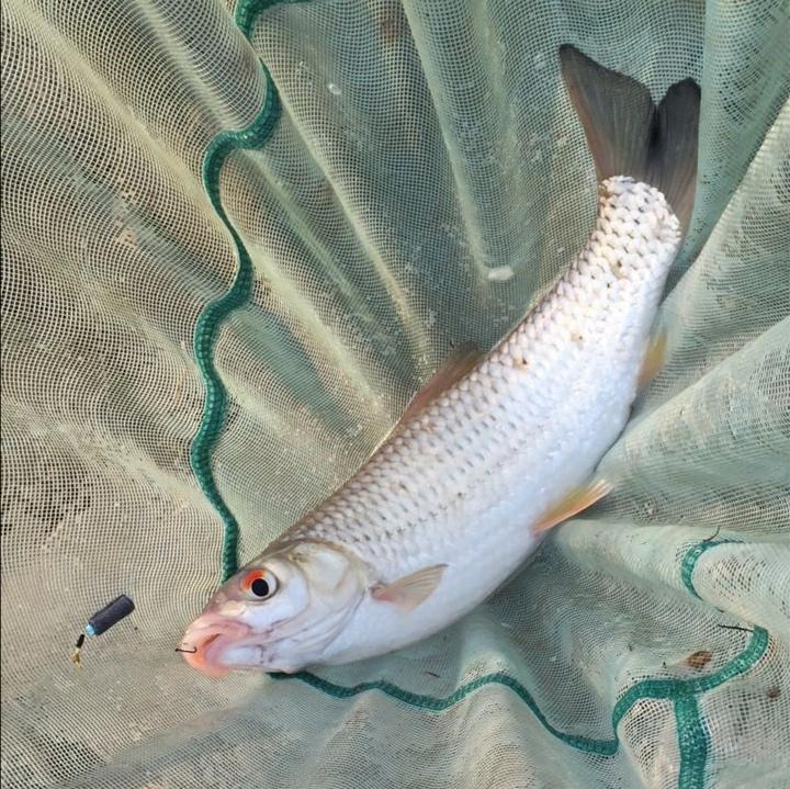 野钓鱼不开口怎么钓教你一招,江边为什么钓不到鲫鱼呢