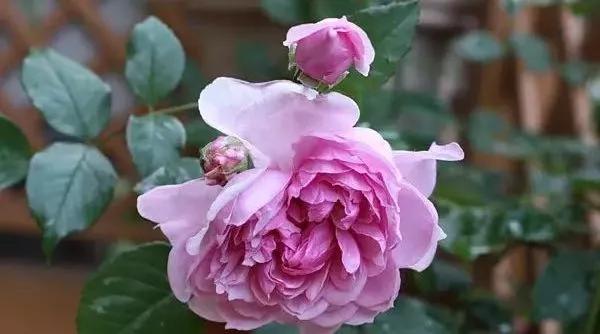 一万年一次的2020520；一起认识100种玫瑰~别送错啊