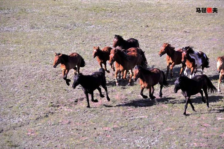 布里亚特牧民骑马摄影作品,草原蒙古族服饰摄影