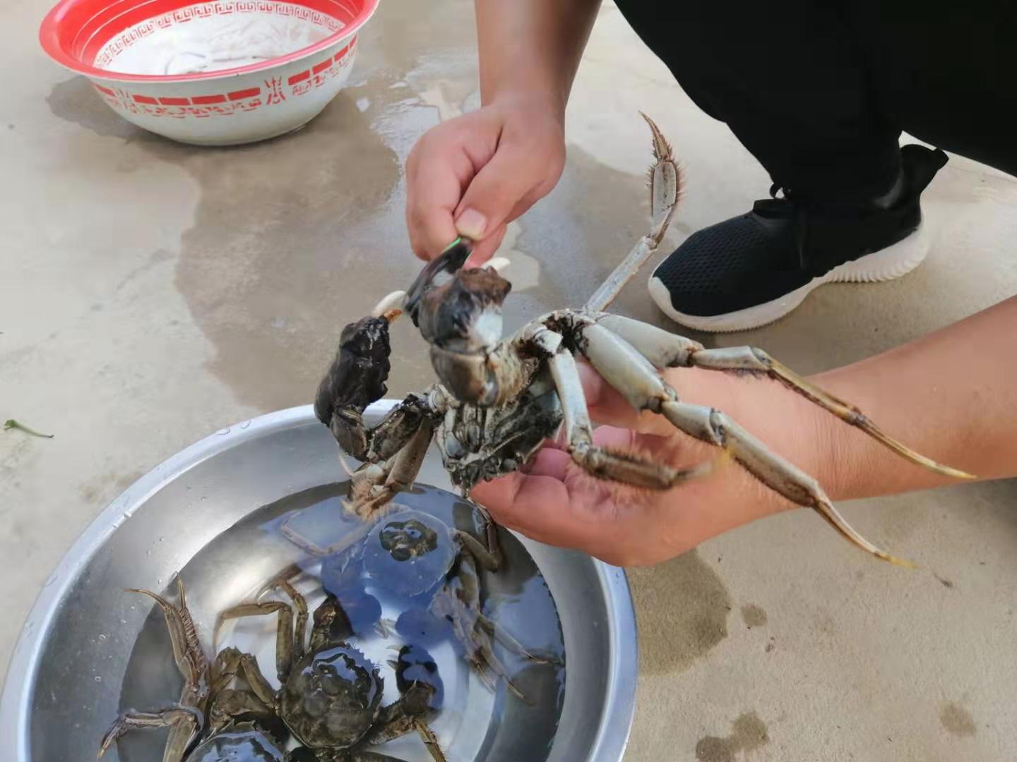 螃蟹的家常做法清蒸毛蟹,螃蟹除了清蒸辣炒外还能怎么做