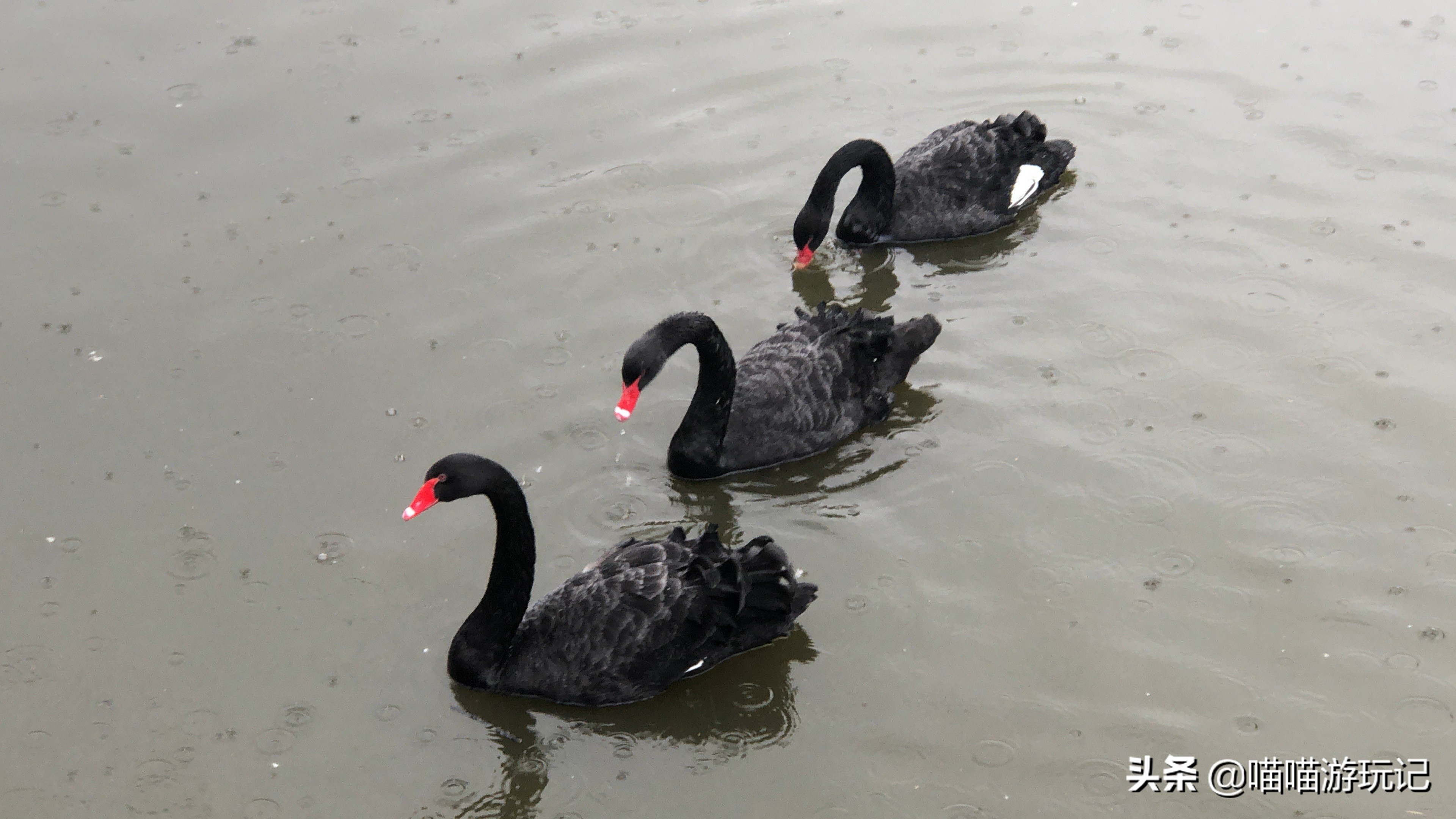 青岛动物园8.5元门票在哪里,青岛动物园8.5元门票需要预约吗