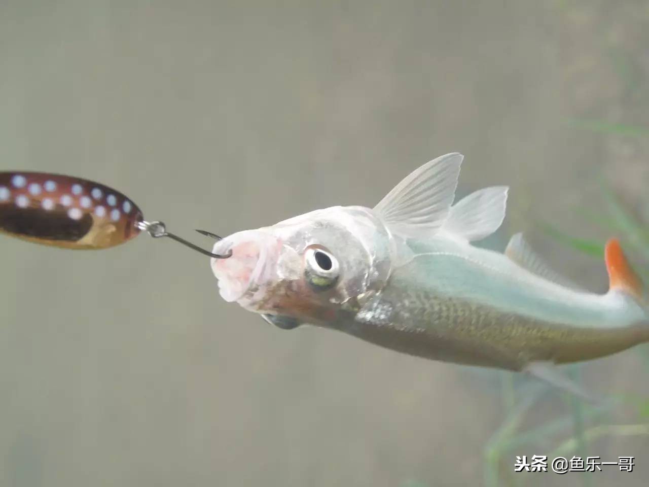 冬季铅头钩路亚翘嘴手法视频,冬季铅头钩路亚翘嘴如何确定水层