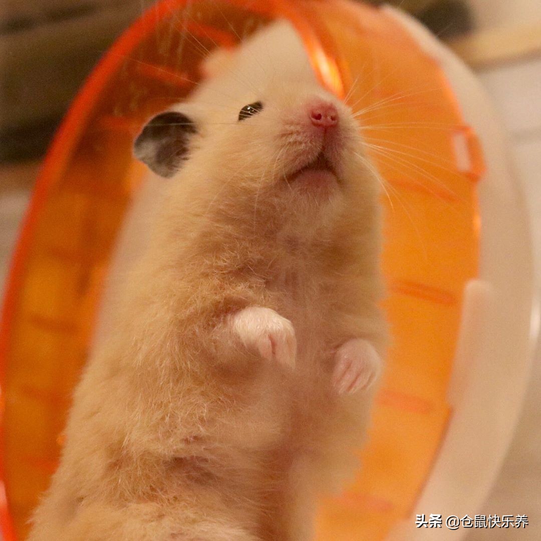 仓鼠幼鼠不爱运动,仓鼠有点不太精神不爱运动变瘦了