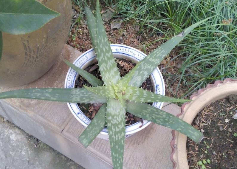 芦荟与什么东西搭配祛斑效果最好,脸上有斑怎样用芦荟祛斑