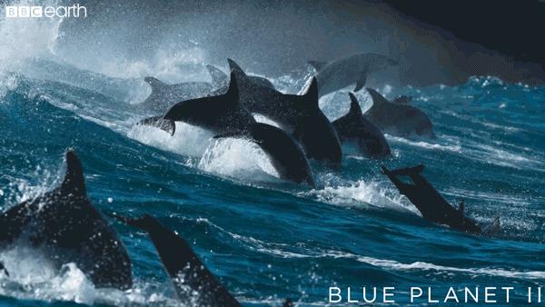 看完20部bbc纪录片英语提升,看懂这部电影