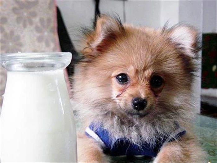 狗狗可以喝只有生牛乳的牛奶吗,幼狗狗可以喝脱脂牛奶吗