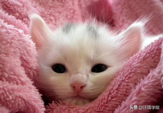 幼猫腹泻呕吐只喝水两天就死了,幼猫腹泻一天吃几次蒙脱石散