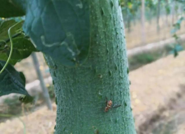 蔬菜上常见的虫害,蔬菜上的害虫小妙招