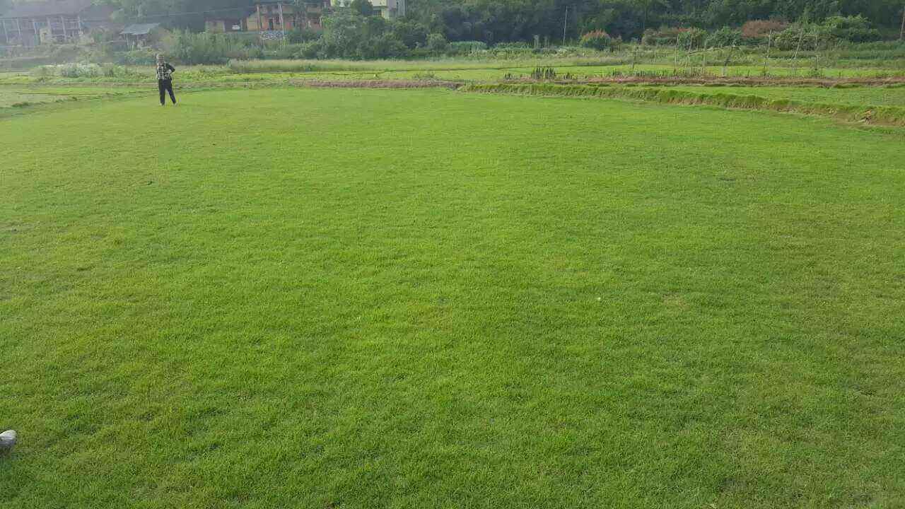 冷季型暖季型马尼拉,西南地区草皮