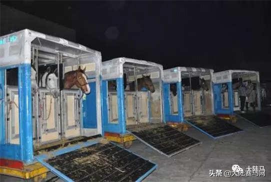 燕龙马业一匹温血马多少钱,国内繁育温血马