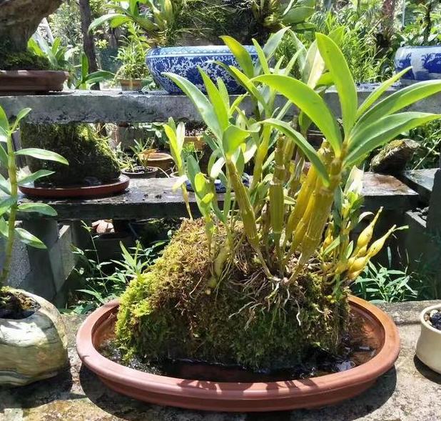 石斛兰叶子发黄怎么养,石斛兰多棵种在一个盆里会黄叶吗