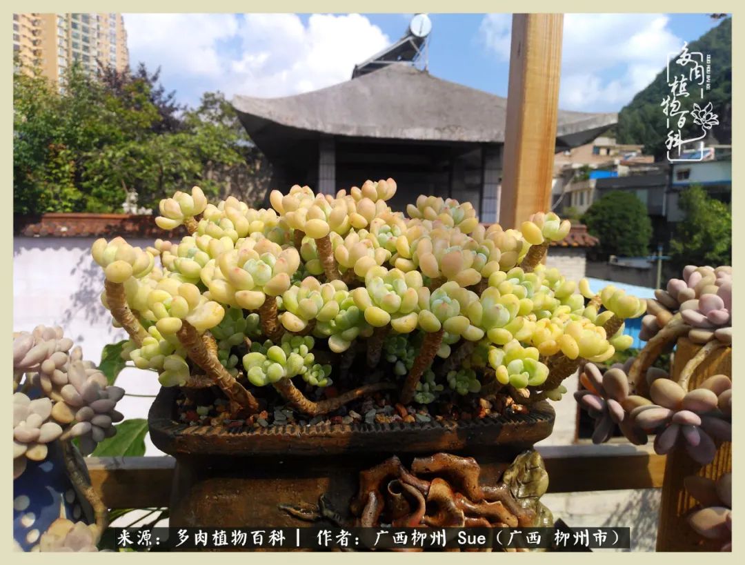 艳阳高照凉爽贵州，我要勤快地捕捉美好！（二）