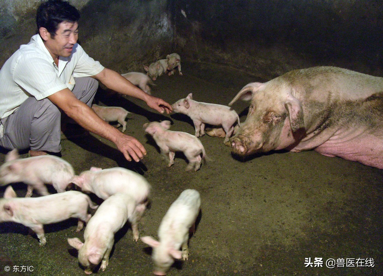 产房仔猪腹泻教学视频,仔猪产房拉稀口服中药