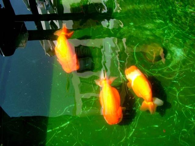 冷水鱼怎么养才能养好鱼,养冷水鱼怎么保持水质