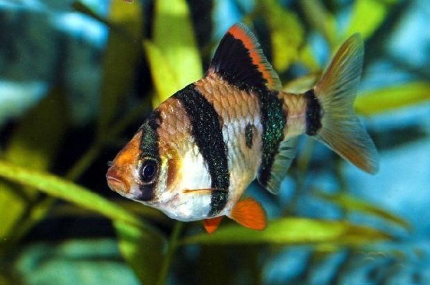 鱼百科动画,鱼百科大全图片