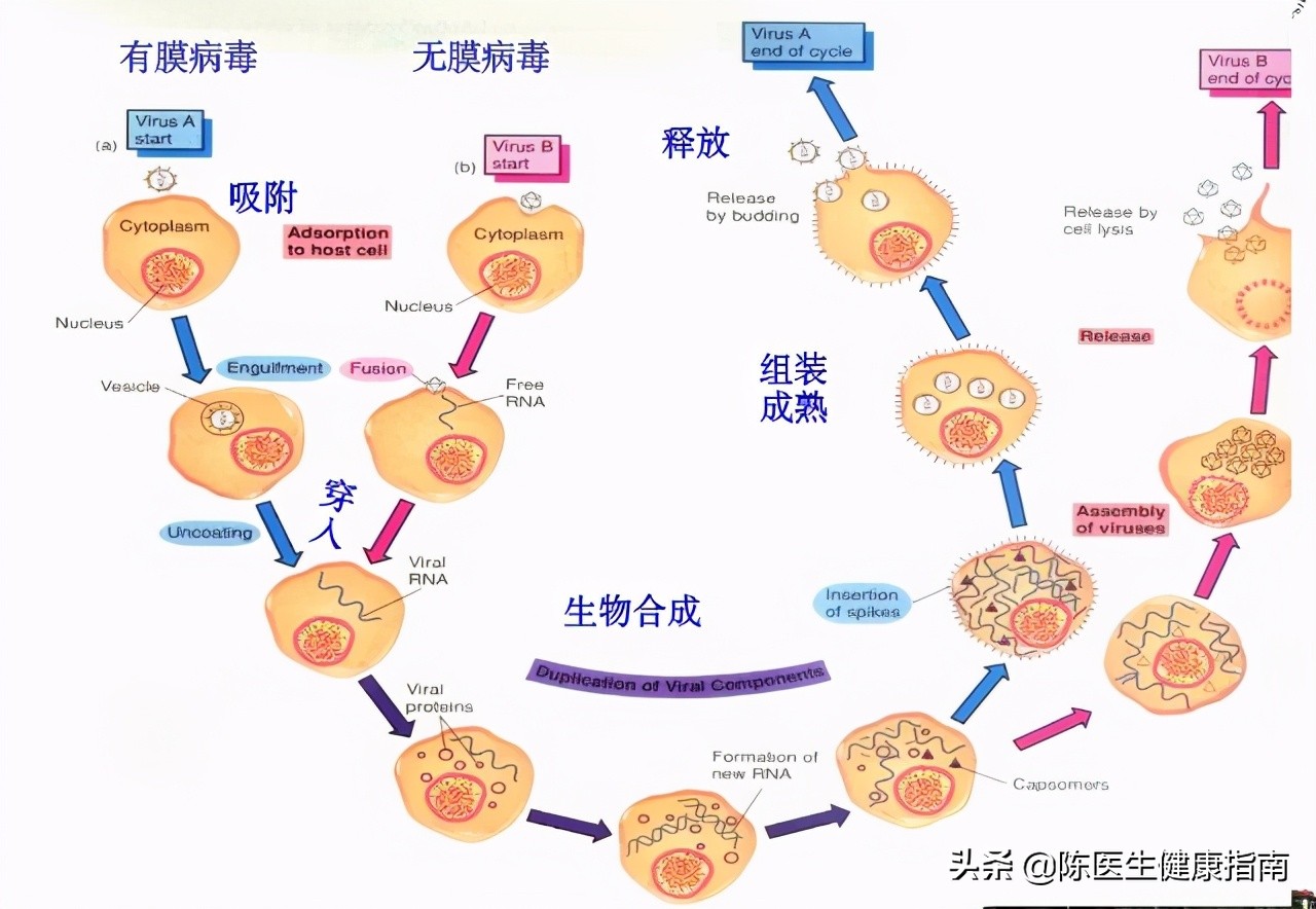 李兰娟乙肝病毒量,李兰娟院士谈乙肝最好的药物