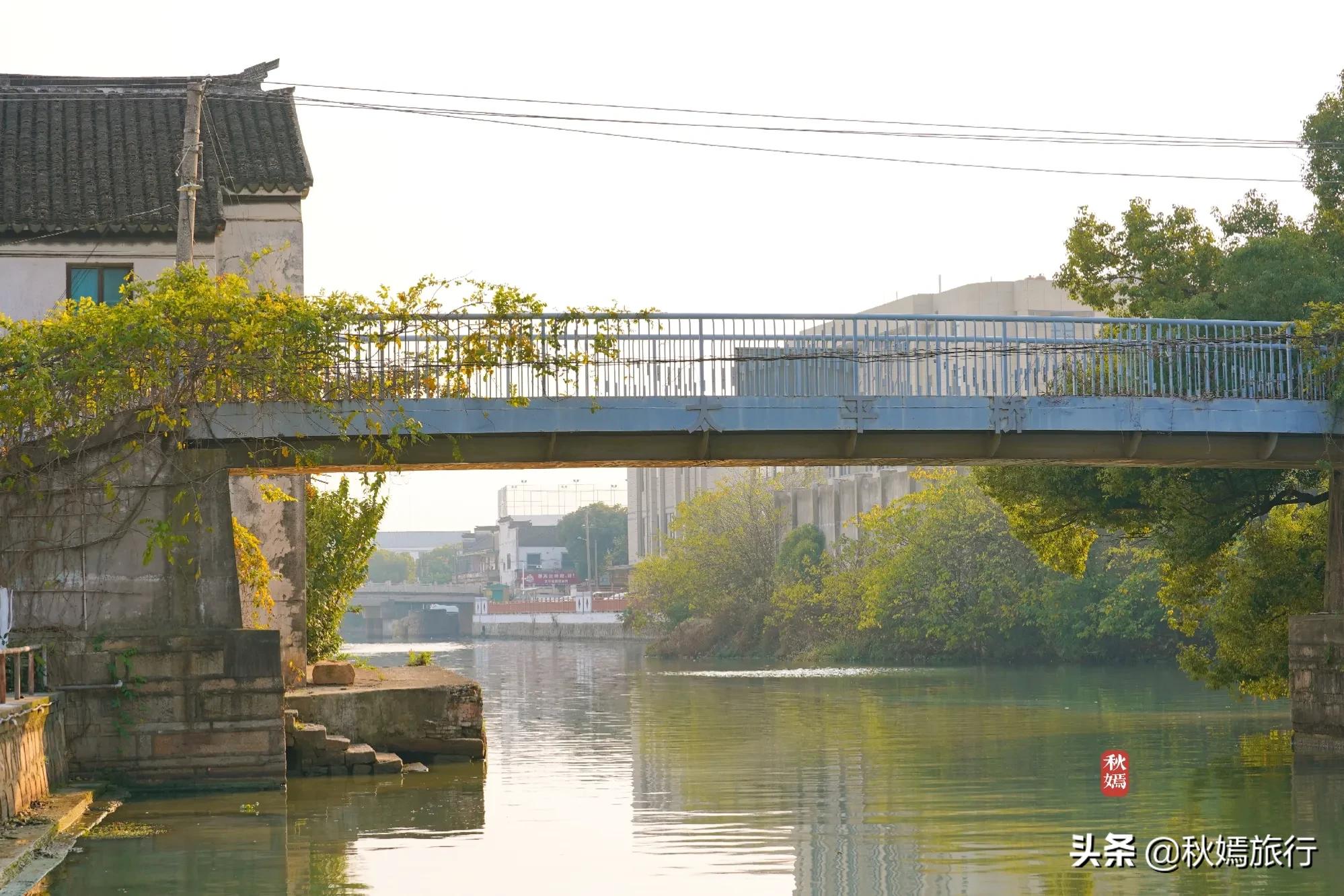 相城区北桥镇千年银杏树,苏州相城银杏打卡