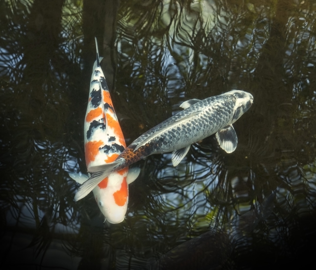 观赏鱼烂了,观赏鱼烂皮能治好吗