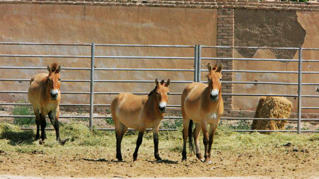 中国体型高大的马种在哪里,世界现存的唯一野生马种